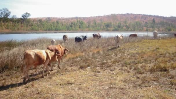 日当たりの良い条件下で乾燥した草原を歩く牛の広いショット — ストック動画