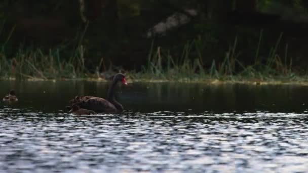 Cisne Negro Flotando Lago Patos Marrones Nadando — Vídeo de stock