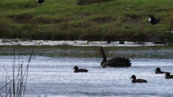 Ducks Black Swan Swimming Pond Duck Flapping Wings Water Surface — Stock Video