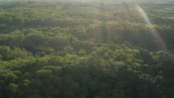 高温多湿の夏の日の日没時に密なウィスコンシン州の森の上空 — ストック動画
