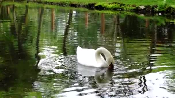 Beautiful White Swan Swimming Pond — Stock Video