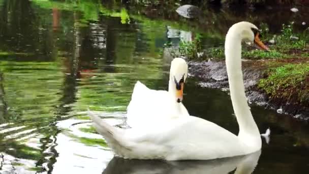 Par Cisnes Nadam Lagoa — Vídeo de Stock