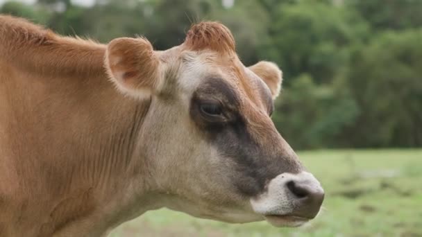 Grande Vache Brune Dans Champ — Video