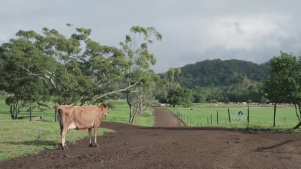 Szerokie Ujęcie Krowy Przy Ogrodzeniu Farmie — Wideo stockowe