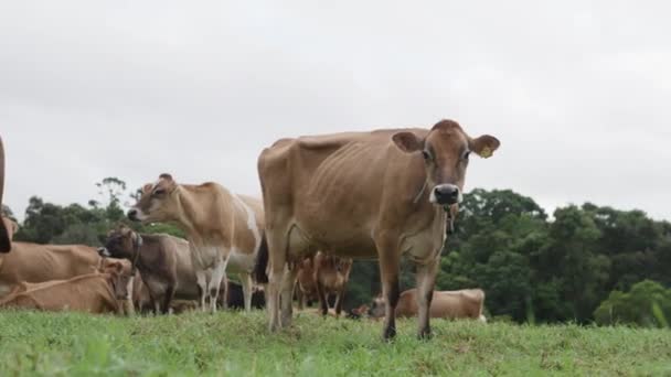 Bruine Runderen Een Open Veld — Stockvideo