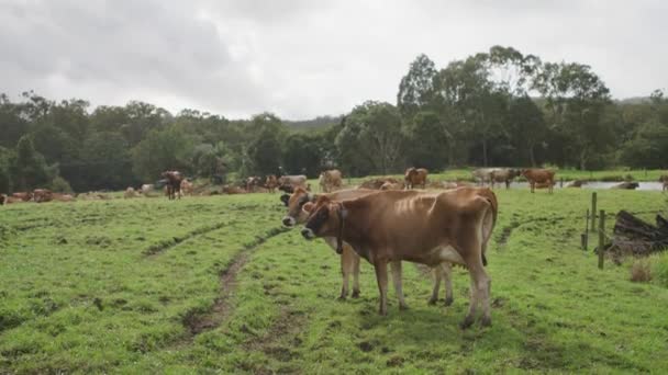 Vacas Pardas Campo Con Aves Fondo — Vídeos de Stock