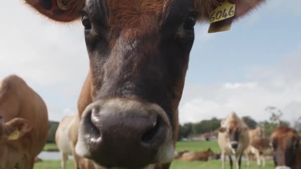 Nieuwsgierige Bruine Koe Kijkt Naar Beneden Camera Lens — Stockvideo