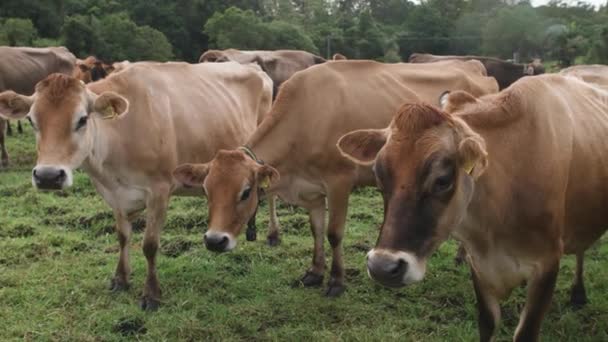 Jersey Cows Standing Paddock — Stock Video
