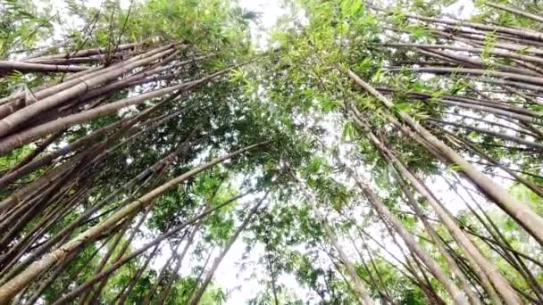 Sottile Foresta Bambù Durante Giorno — Video Stock