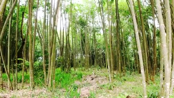 Bosque Delgado Bambú Selva — Vídeo de stock