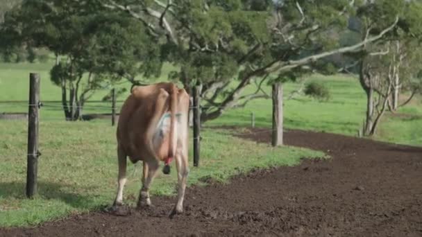Vacca Singola Azienda Agricola — Video Stock