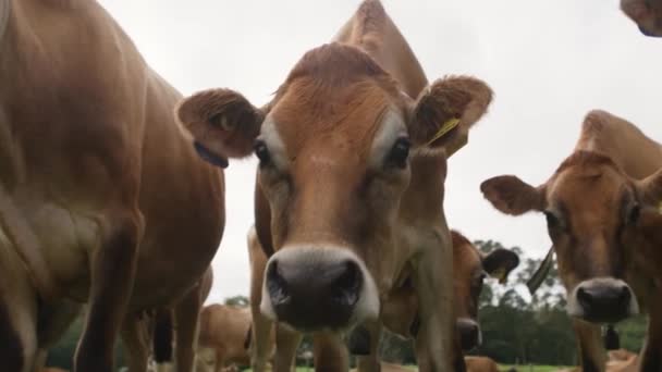 Nieuwsgierige Koeien Jersey Koeien Inspecteren Camera — Stockvideo