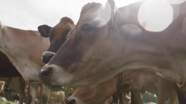 들판에서 젖짜는 젖소와 가까이 — 비디오