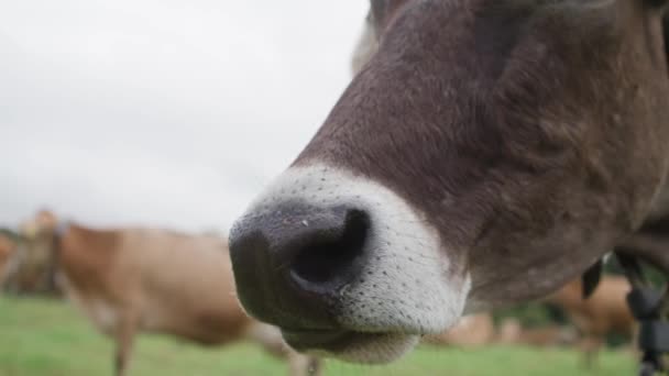 Koe Likken Zijn Neus Van Dichtbij — Stockvideo