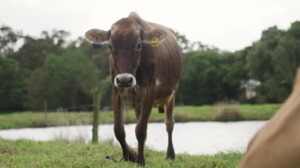 Kalf Tussen Het Veld Van Het Vee Dat Naar Camera — Stockvideo