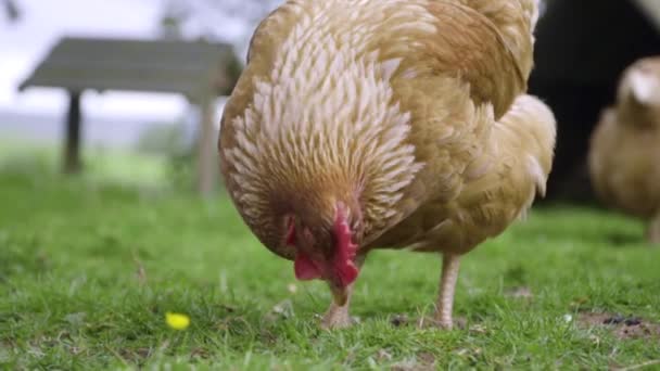 Pecks Pollo Naranja Cerca Hierba Exuberante Recinto Verde Cámara Lenta — Vídeos de Stock