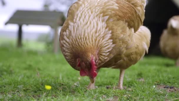 Närbild Apelsin Kyckling Hackor Gräs Grönskande Inneslutning Slow Motion — Stockvideo