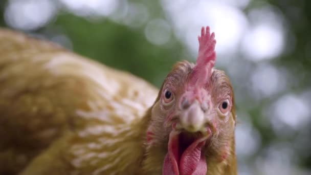 Huhn Aus Nächster Nähe Das Zeitlupe Direkt Auf Linse Schaut — Stockvideo