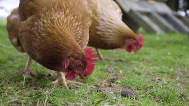 Närbild Kycklingar Söker Mat Grön Inneslutning Slow Motion — Stockvideo