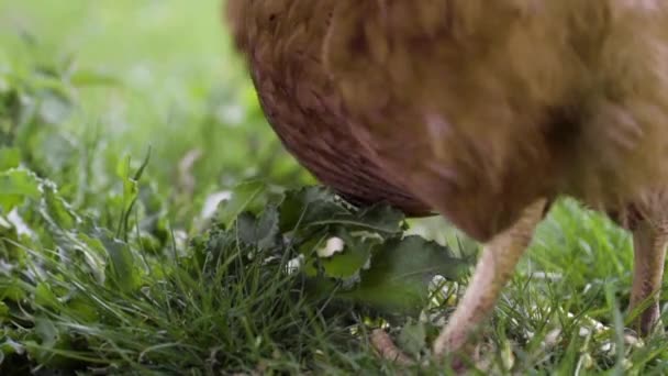 Chicken Scratching Corn Camera Eating Closeup Slow Motion — Stock Video