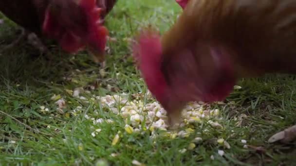 草の上で穀物を食べる鶏のクローズアップ — ストック動画