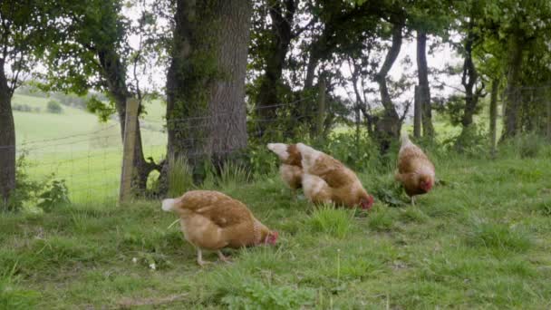 Kycklingar Som Födosöker Grön Betesmark Träd Rörelse — Stockvideo