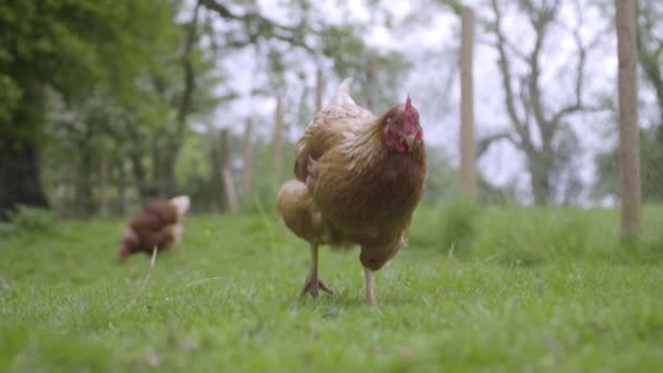 Pollo Camina Hacia Cámara Pastos Verdes Cámara Lenta — Vídeo de stock