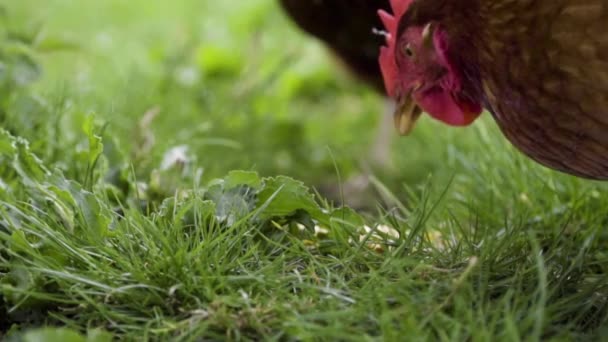 Kyckling Skrapa Majs Genom Långt Gräs Och Äta Slow Motion — Stockvideo