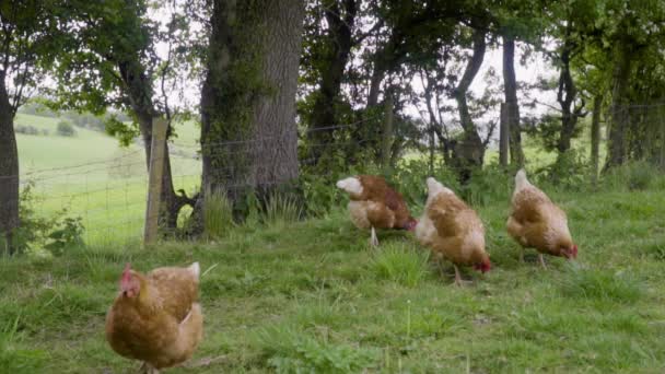 Κοτόπουλα Που Αναζητούν Τροφή Πράσινο Χωράφι Κάτω Από Δέντρα Αργή — Αρχείο Βίντεο