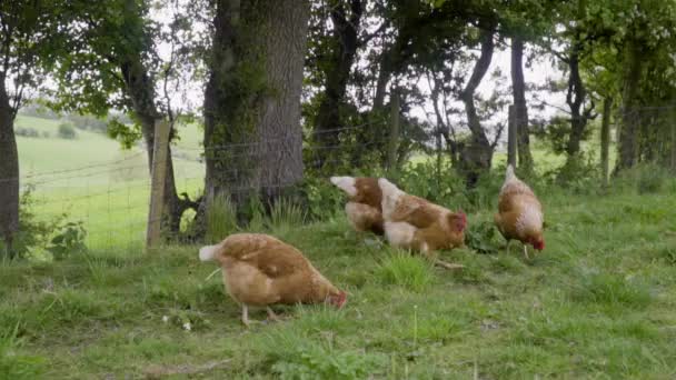 Pollos Alimentándose Pastizales Verdes Bajo Árboles 100Fps — Vídeo de stock