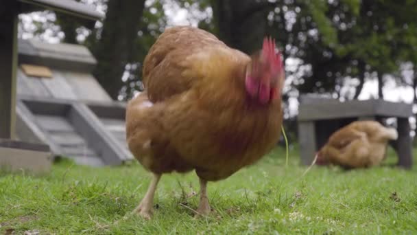 Pollo Comiendo Maíz Exuberante Pasto Verde — Vídeo de stock