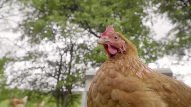 Pollo Divertido Mirando Hacia Abajo Cámara Suelo Debajo Los Árboles — Vídeos de Stock