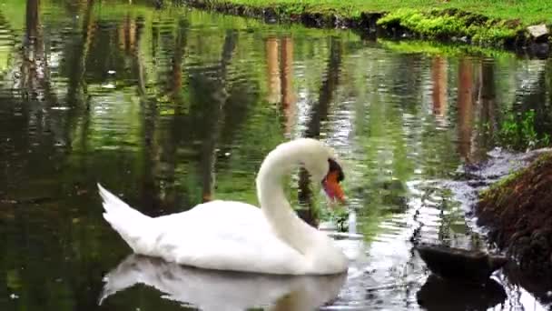 연못에 아름다운 — 비디오