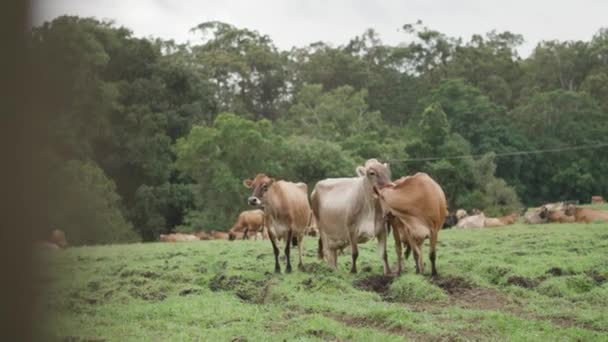 Αγελάδες Jersey Και Brown Swiss Αγρόκτημα — Αρχείο Βίντεο