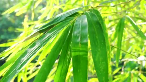 Liście Bambusa Wieją Wiatrem — Wideo stockowe