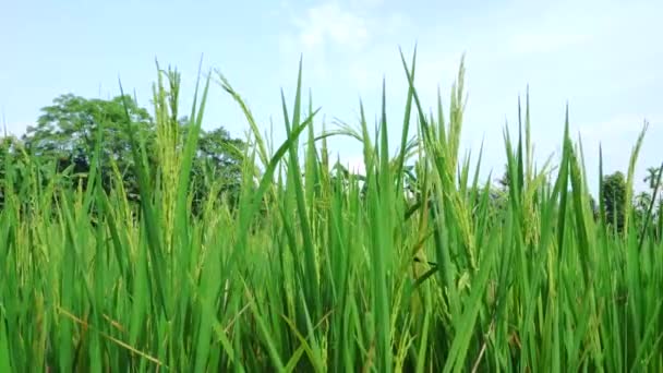 Close Uitzicht Van Groene Padie Plant — Stockvideo