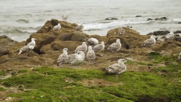 Ett Gäng Måsar Som Vilar Stranden Angeiras Lavra Porto Portugal — Stockvideo