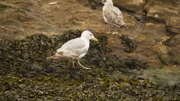 Nahaufnahme Einer Möwe Die Rande Des Meerwassers Sandstrand Spaziert — Stockvideo