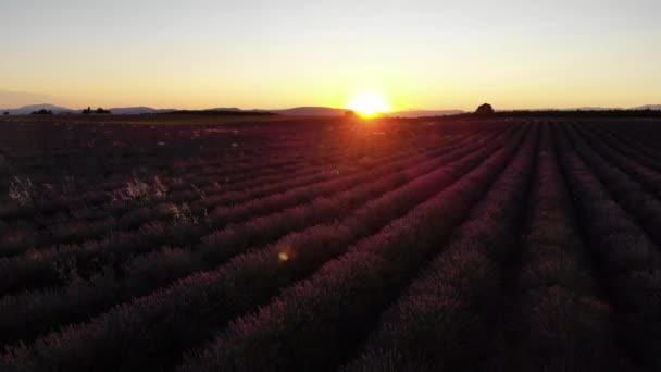 無人機は日没時にヴァレンソールのラベンダー畑に前進します — ストック動画