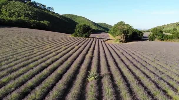 Drone Vola Lentamente Sopra Campo Lavanda All Alba Passando Attraverso — Video Stock