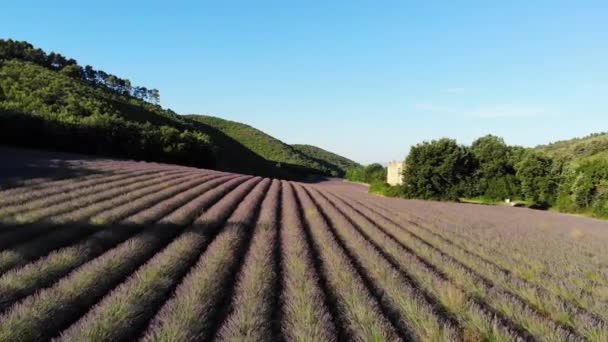 Drone Vola Sulla Lavanda Depositato Rovine Valensole Durante Alba — Video Stock