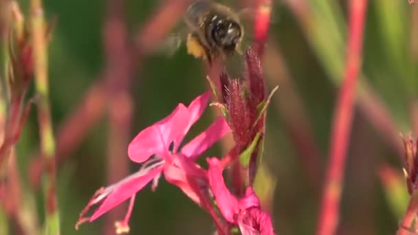 Close Uma Abelha Zumbido Torno Uma Flor — Vídeo de Stock