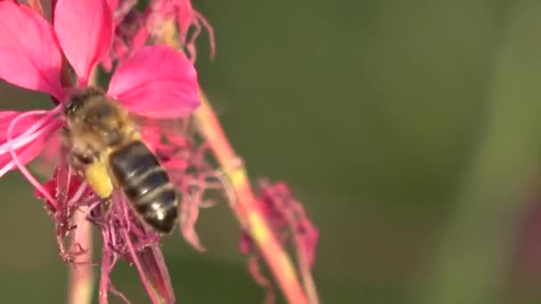 Zblízka Včely Květině — Stock video