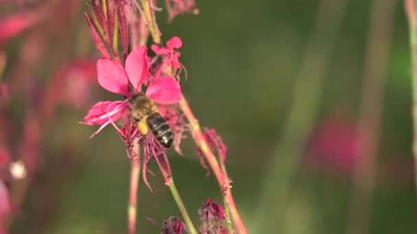 Ett Som Letar Efter Pollen Blomma Och Flyger Runt Trädgård — Stockvideo