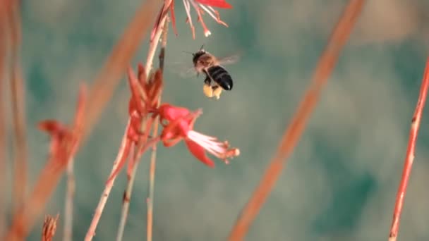 Biene Auf Einem Gartenflug — Stockvideo
