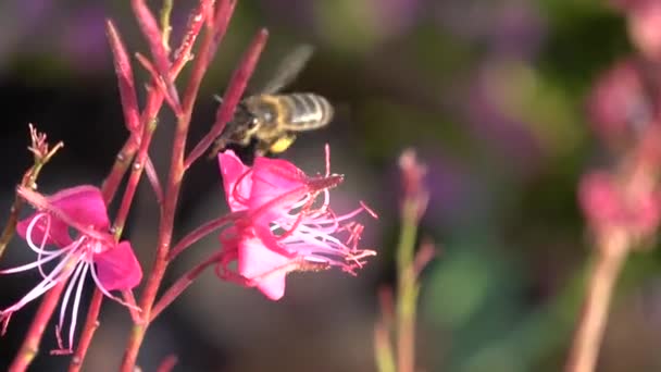靠近一只蜜蜂 从两朵粉红的花朵中获取花粉 — 图库视频影像