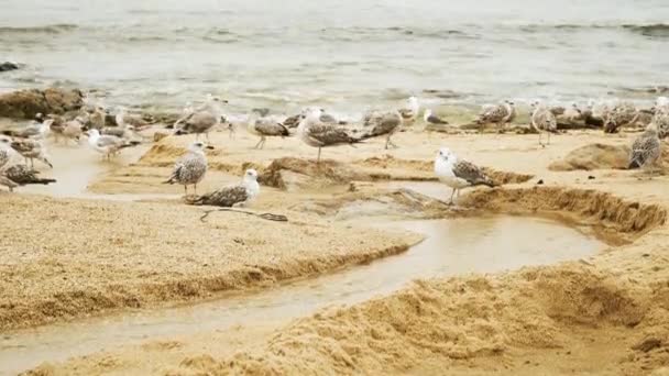Gaivotas Que Descansam Perto Uma Pequena Corrente Água Esculpida Areia — Vídeo de Stock