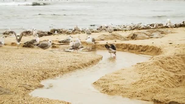 Gaivotas Que Descansam Perto Uma Pequena Corrente Água Esculpida Areia — Vídeo de Stock