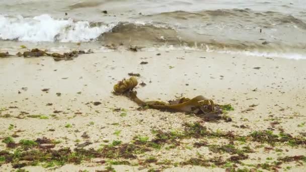 Saccorhiza Polyschides Furbellow Algae Drawed Waves Matosinhos Beach Porto Portugal — стокове відео