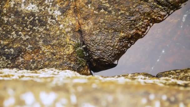 Baby Crab Feeding Pond Rocks Matosinhos Beach Porto Portugal — Stock Video